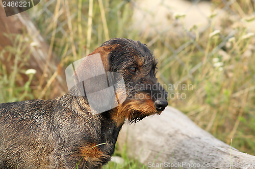 Image of teckel breed portrait