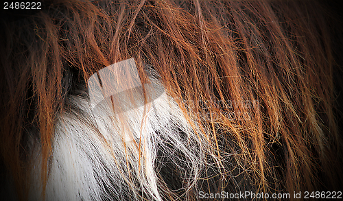 Image of textured fur on a goat