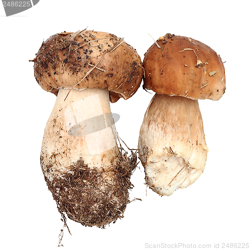 Image of two fresh fungi porcini