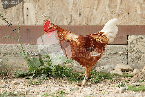 Image of young rooster