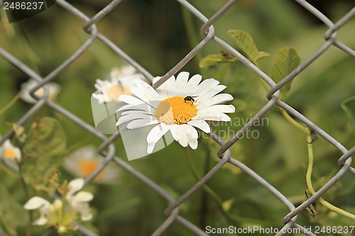 Image of wild daisy growing through wire fence