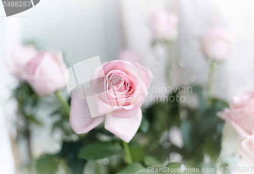 Image of Beautiful pink roses