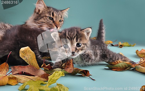 Image of group of cats in autumn leaves