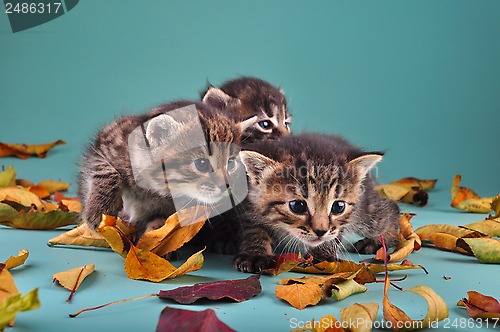 Image of group of small  kittens in autumn leaves