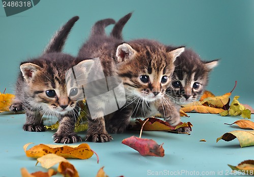 Image of group of small  kittens in autumn leaves