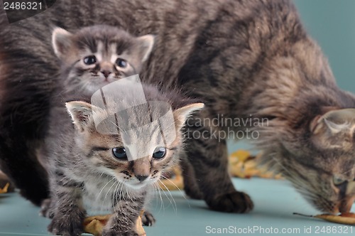 Image of group of small  kittens in autumn leaves