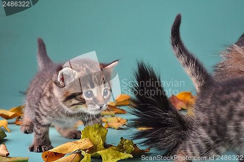 Image of group of small  kittens in autumn leaves