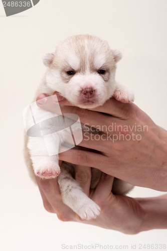 Image of newborn puppy