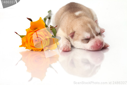 Image of newborn puppy