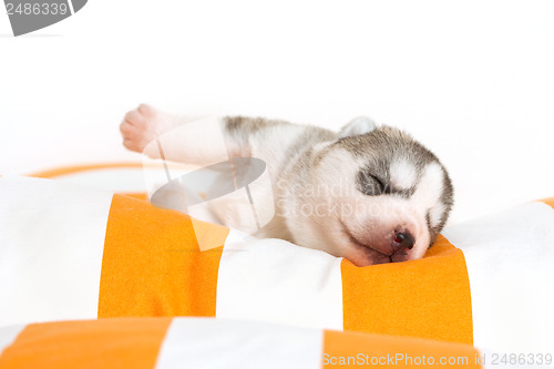 Image of newborn puppy