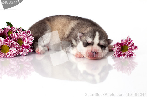 Image of newborn puppy