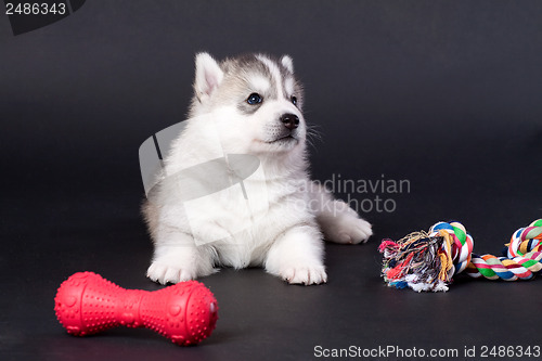 Image of newborn puppy