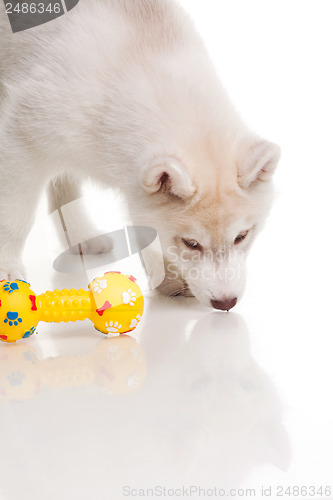 Image of newborn puppy