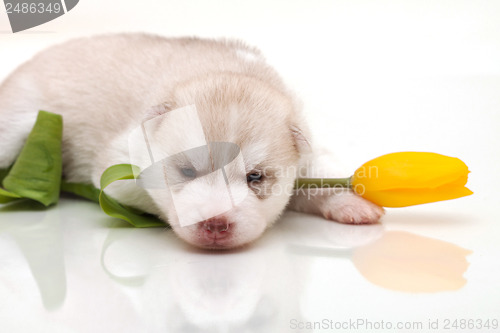 Image of newborn puppy