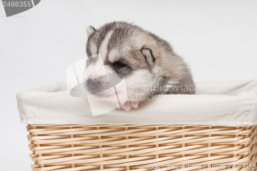 Image of newborn puppy