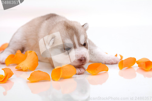 Image of newborn puppy