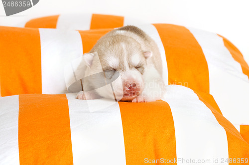 Image of newborn puppy