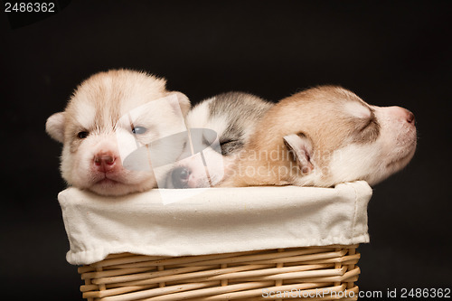 Image of newborn puppy