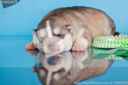 Image of newborn puppy