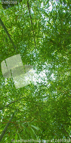 Image of Bamboo plants - panorama