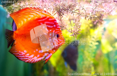 Image of Symphysodon discus