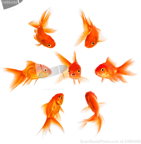 Image of Concept with goldfish