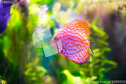 Image of Symphysodon discus