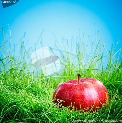 Image of Apple on the grass