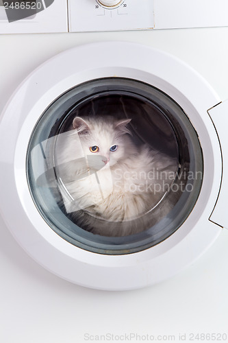 Image of washing machine and cat