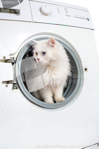 Image of washing machine and cat