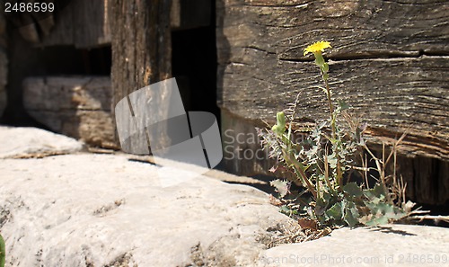 Image of Dandelion on doorstep