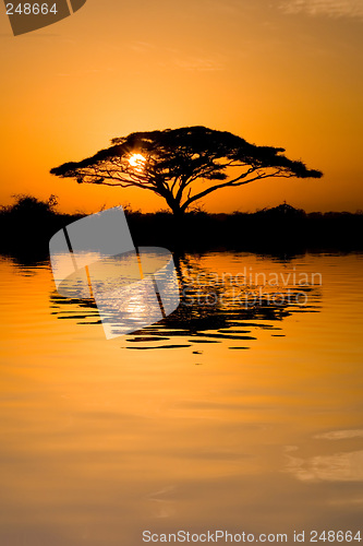 Image of Acacia Tree at Sunrise