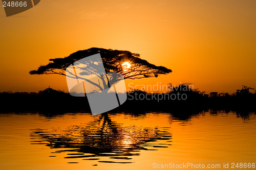 Image of Acacia Tree at Sunrise