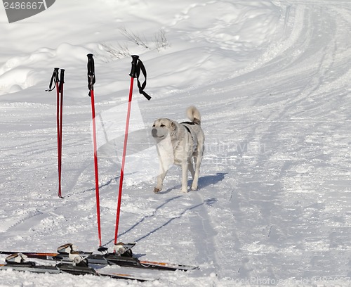 Image of Dog and skiing equipment on ski slope at nice day