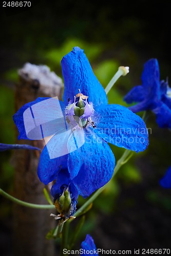 Image of Beautiful blue flover