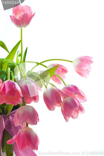 Image of Beautiful pink tulips