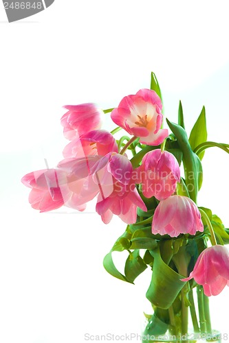 Image of Beautiful pink tulips