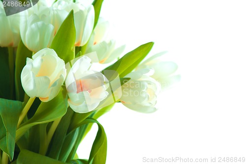 Image of Beautiful tulips