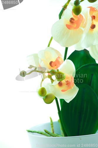 Image of White orchid grows in pot