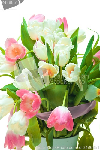 Image of Beautiful tulips in pot
