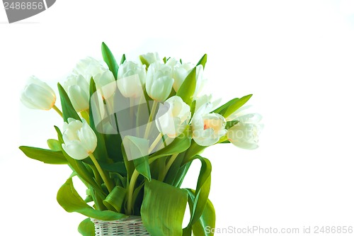 Image of Beautiful tulips in basket