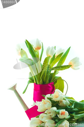 Image of Beautiful spring cheerful tulips in watering can