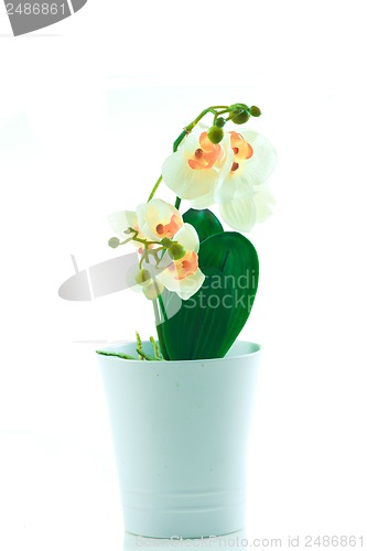 Image of White orchid grows in pot