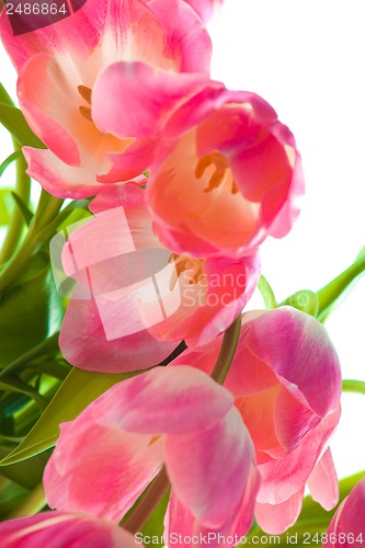 Image of Beautiful pink tulips