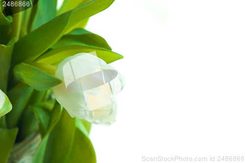 Image of Beautiful tulips