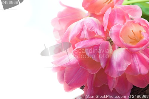 Image of Beautiful pink tulips