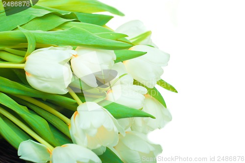 Image of Beautiful white and pink tulips