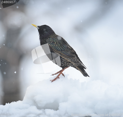 Image of Blackbird In The Winter