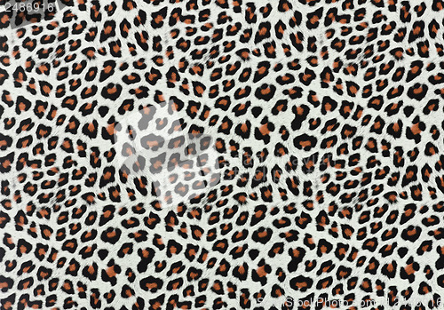 Image of Leopard Spots Background 