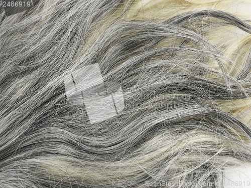 Image of Grey  Hair Background